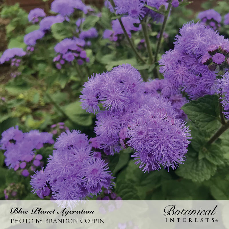 Botanical Interests, Inc. - Ageratum Blue Planet Hybrid Seeds