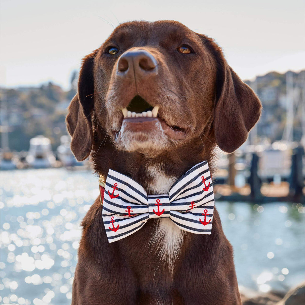 The Foggy Dog - Bow Tie Anchor Embroidered