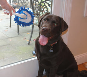 Soggy Doggy Doormat - Soggy Doggy Slobber Swabber