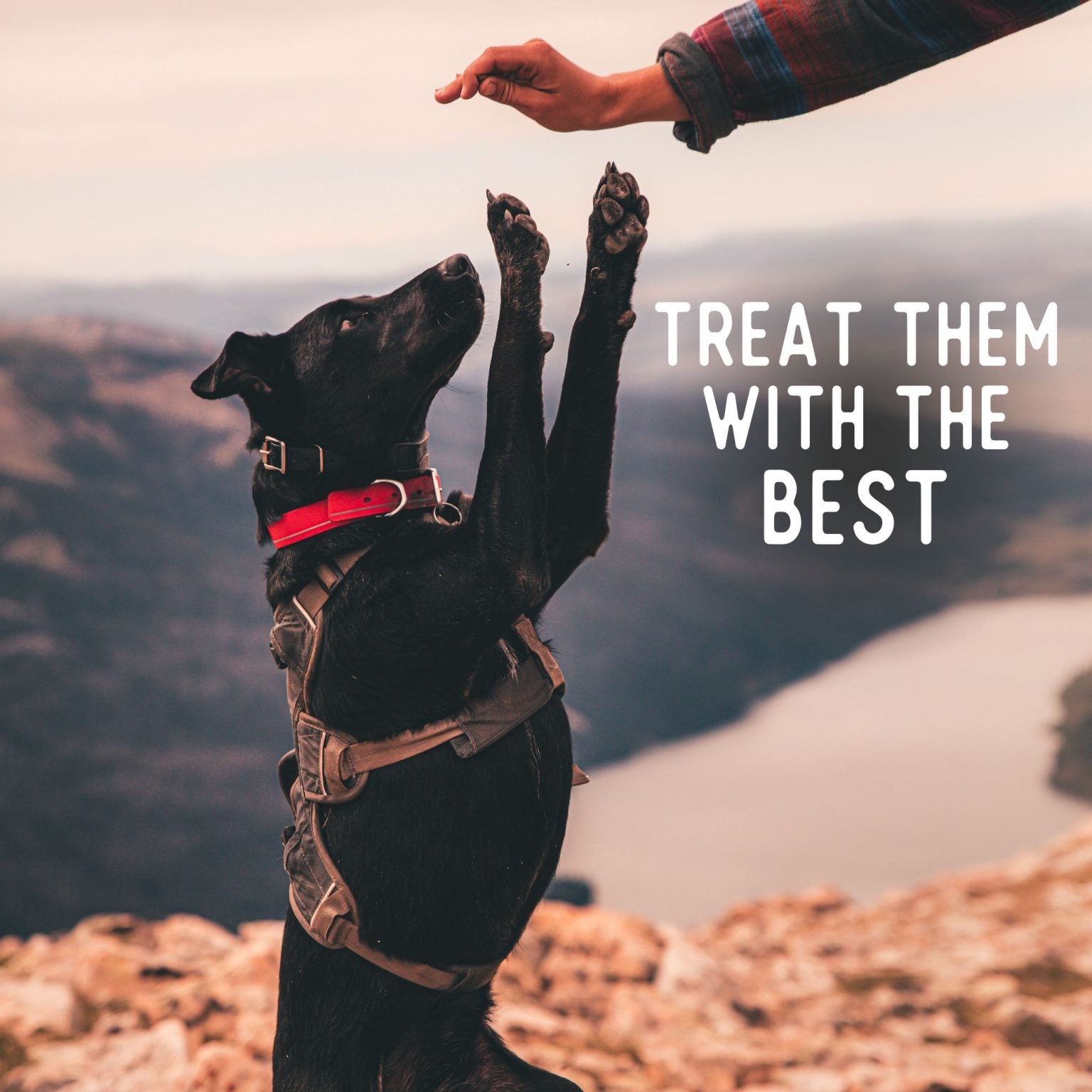 Beg & Barker - Beef Heart Chips Dog Treats