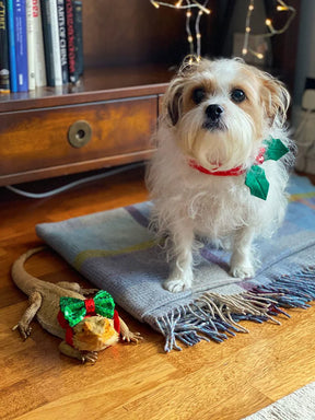 Talking Tables - Christmas Dog Bow Tie