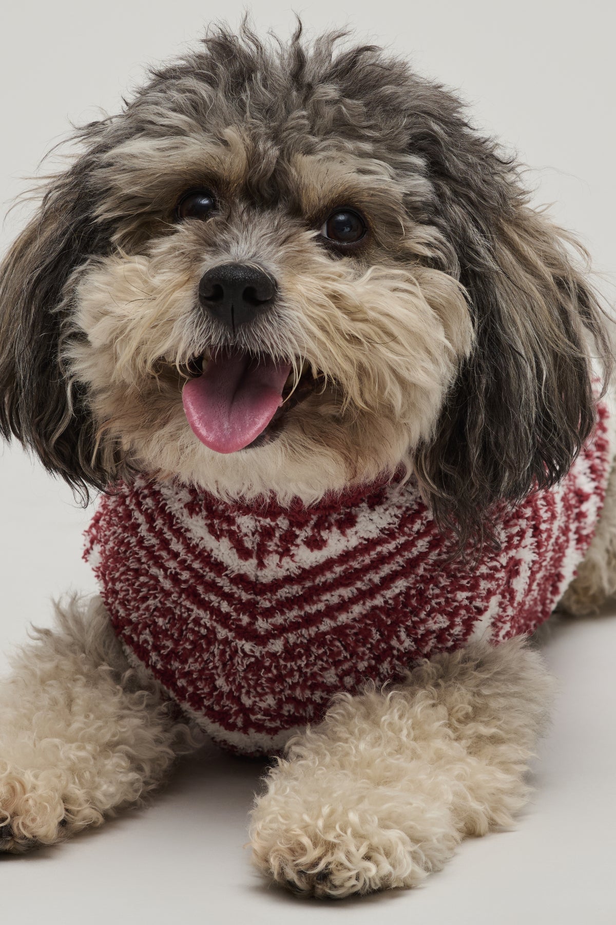 Barefoot Dreams - CozyChic Checkered Stripe Pet Sweater