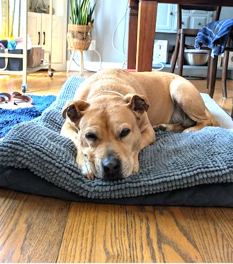 Dog Crate Mate Gray