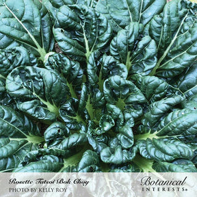 Botanical Interests, Inc. - Bok Choy Tatsoi Rosette Seeds - Southern Agriculture 