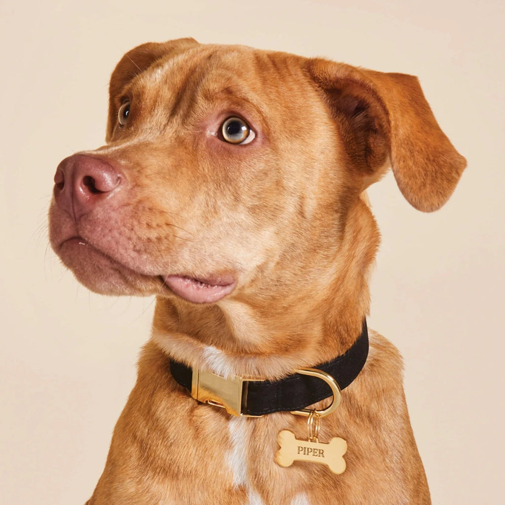 Foggy Dog - Dog Collar Onyx