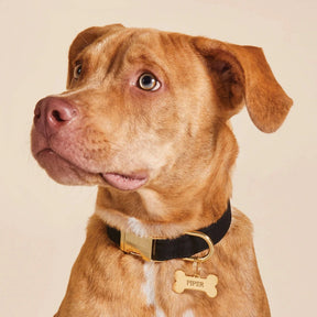 Foggy Dog - Dog Collar Onyx