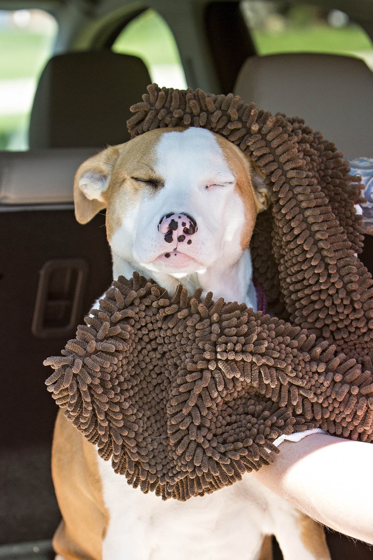 Soggy Doggy Doormat - Shammy Super