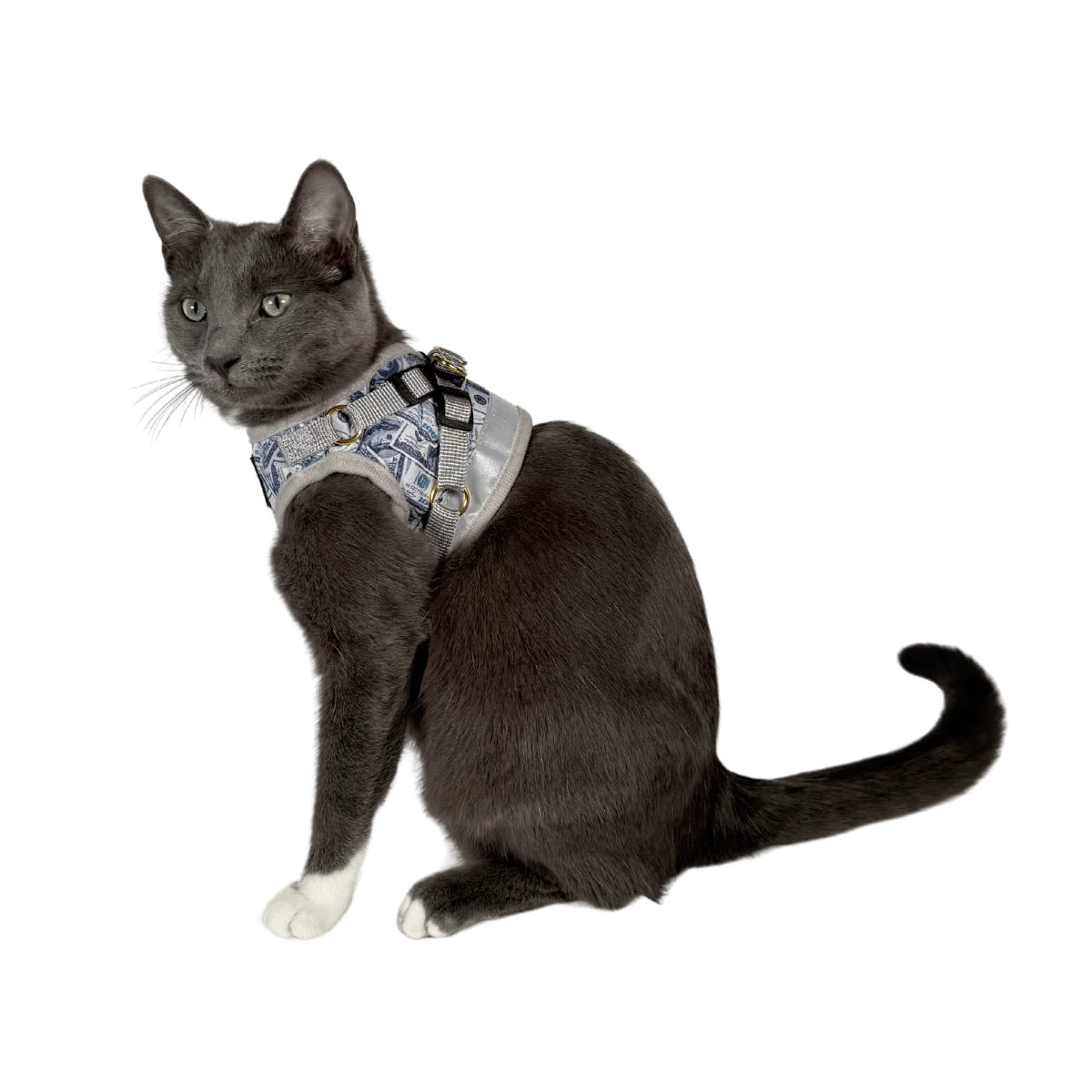 Harness & Leash Set - "Cash Cat"