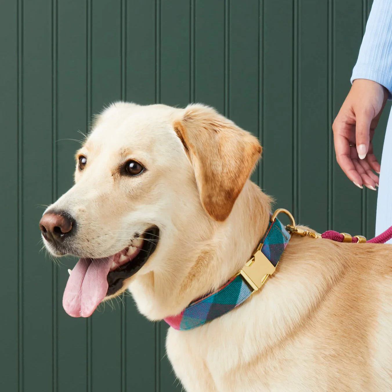 Dog Collar Color Pop Flannel