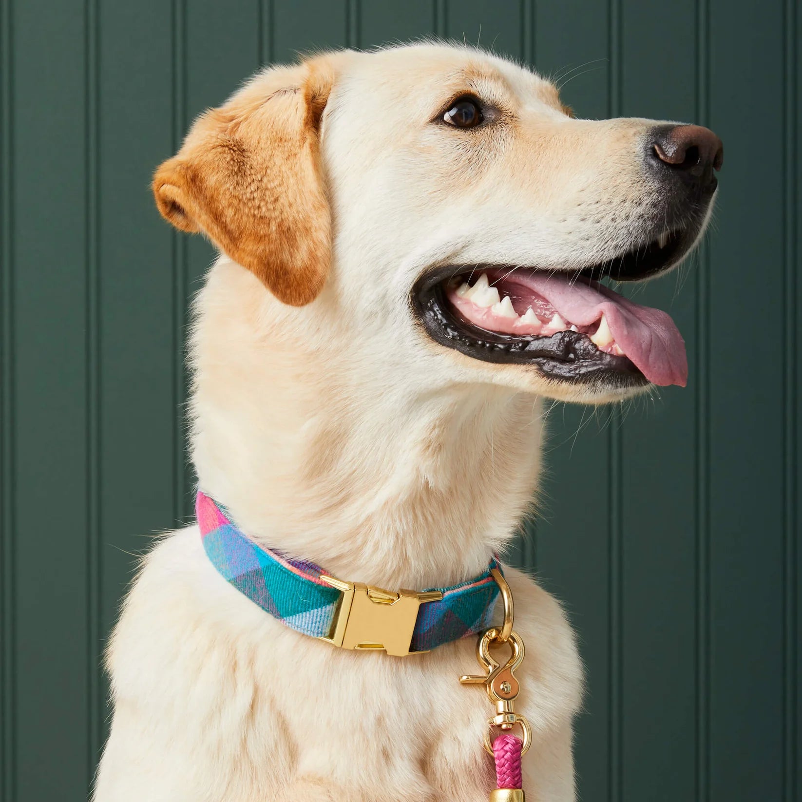 Dog Collar Color Pop Flannel