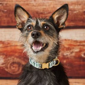 Dog Collar Gray Malin with Trees