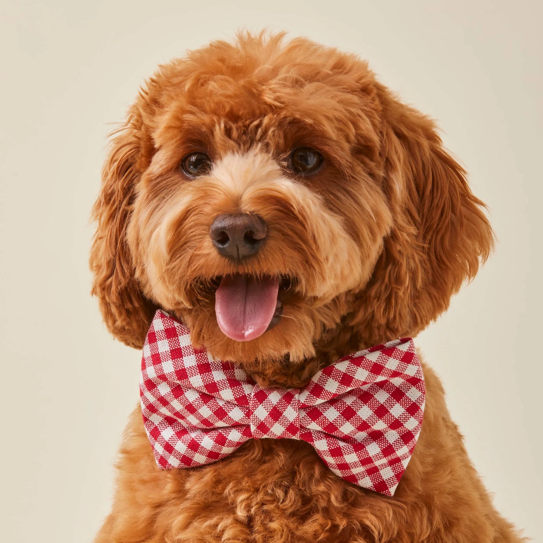 Dog Bow Tie Red Gingham