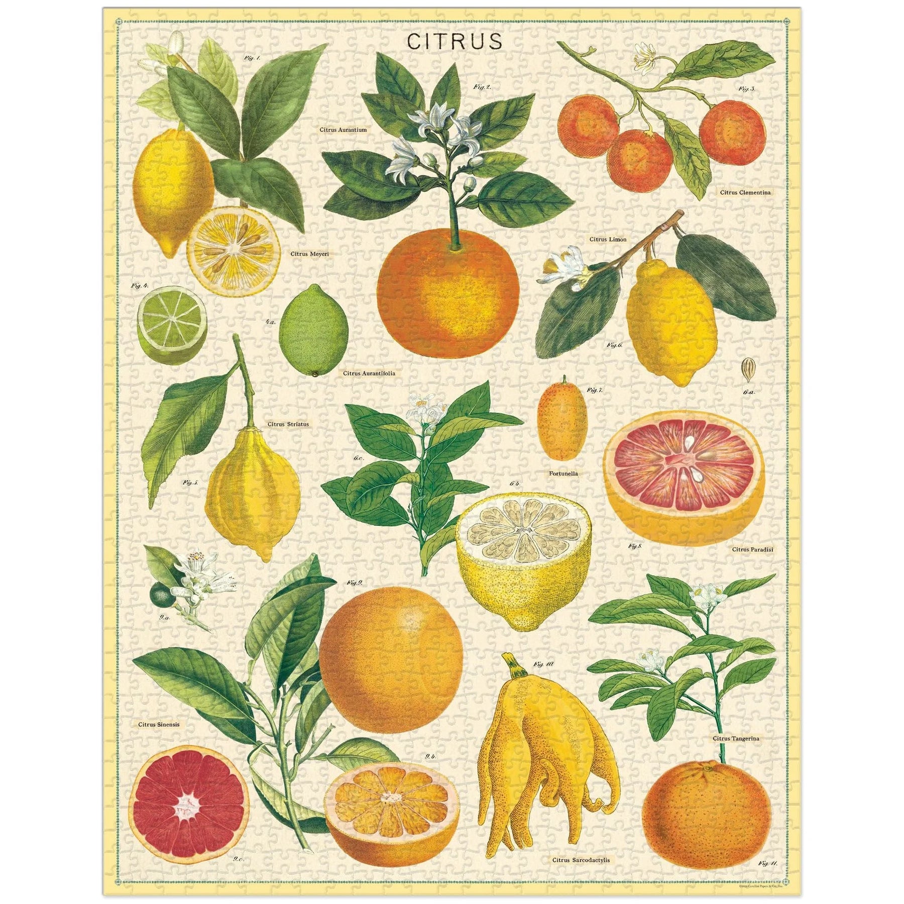 Cavallini Papers & Co - Puzzle Citrus