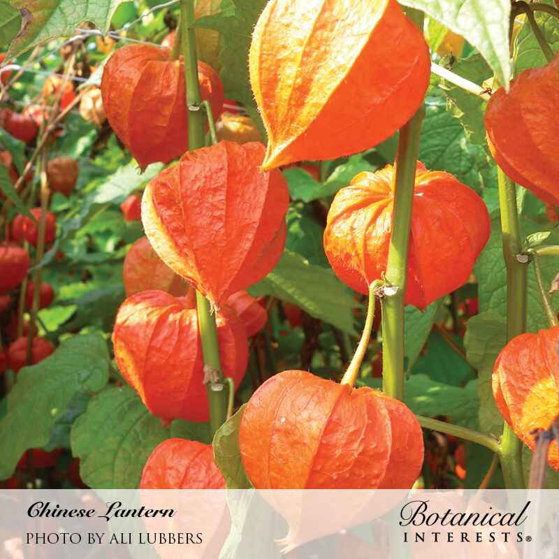 Botanical Interests, Inc. - Chinese Lantern Seeds
