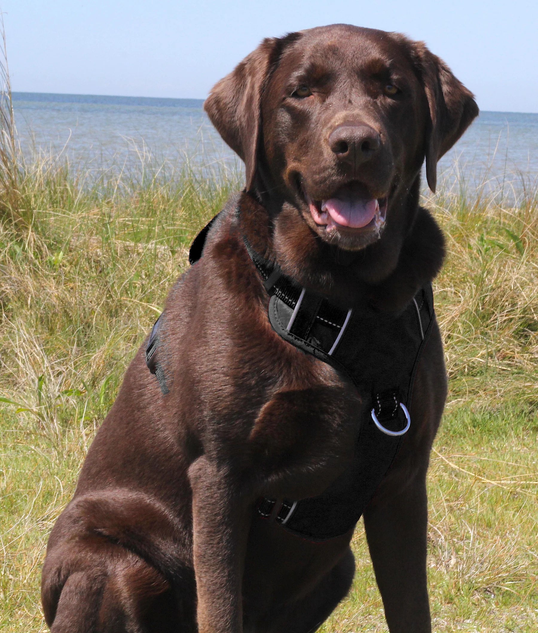 Baydog - Chesapeake Harness Black