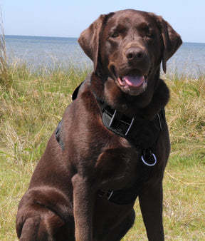 Baydog - Chesapeake Harness Black