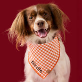 Bandana Cider Gingham