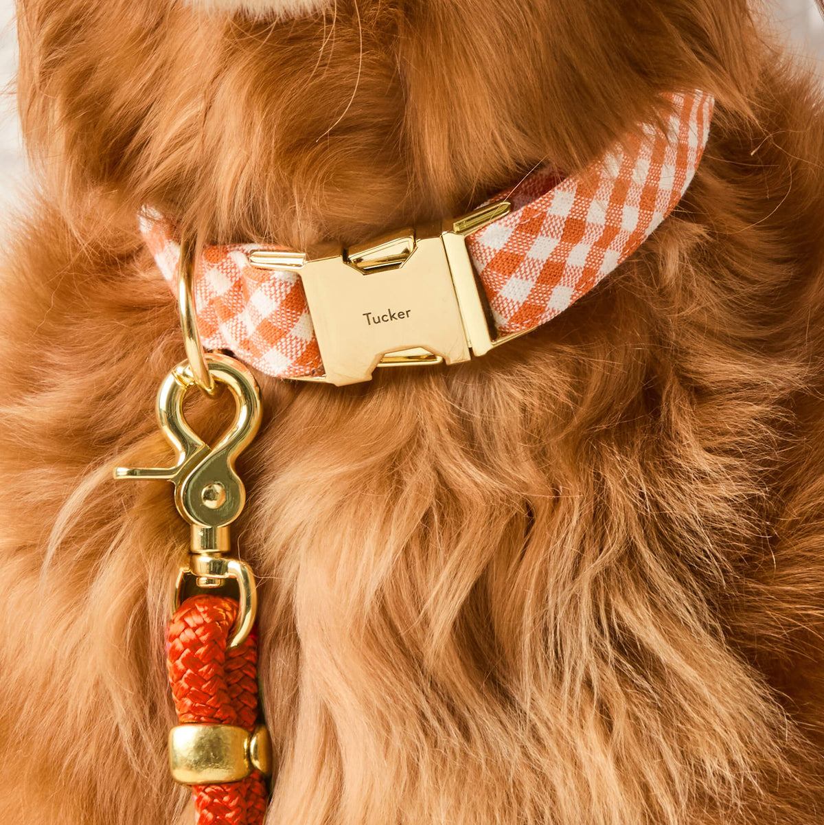 Dog Collar Cider Gingham