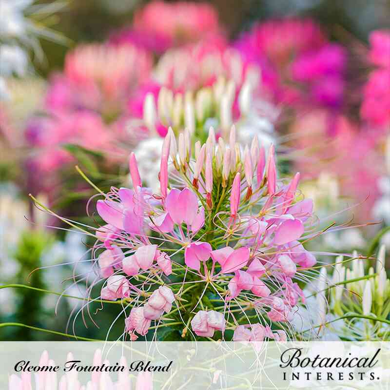 Botanical Interests, Inc. - Cleome Fountain Blend Seeds