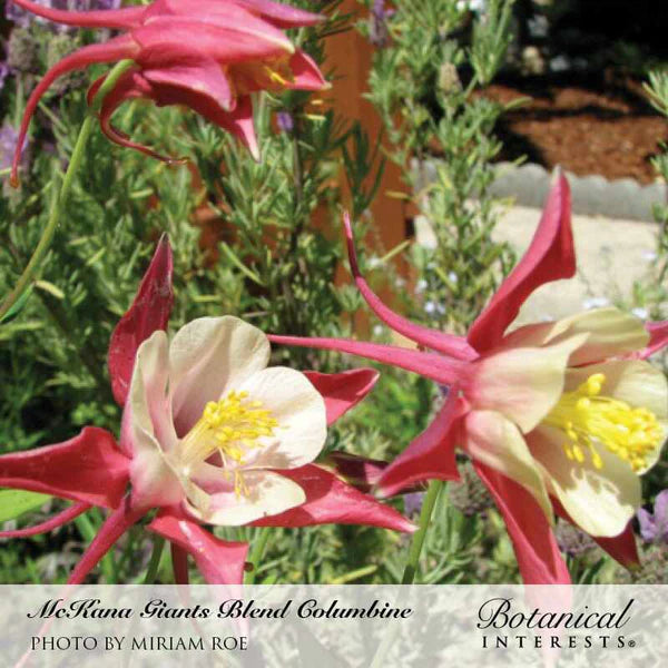 Columbine McKana Giants Blend Seeds