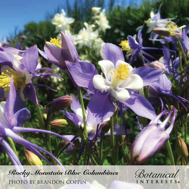 Botanical Interests, Inc. - Columbine Rocky Mountain Blue Seeds
