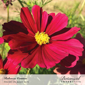 Botanical Interests, Inc. - Cosmos Rubenza Seeds - Southern Agriculture 