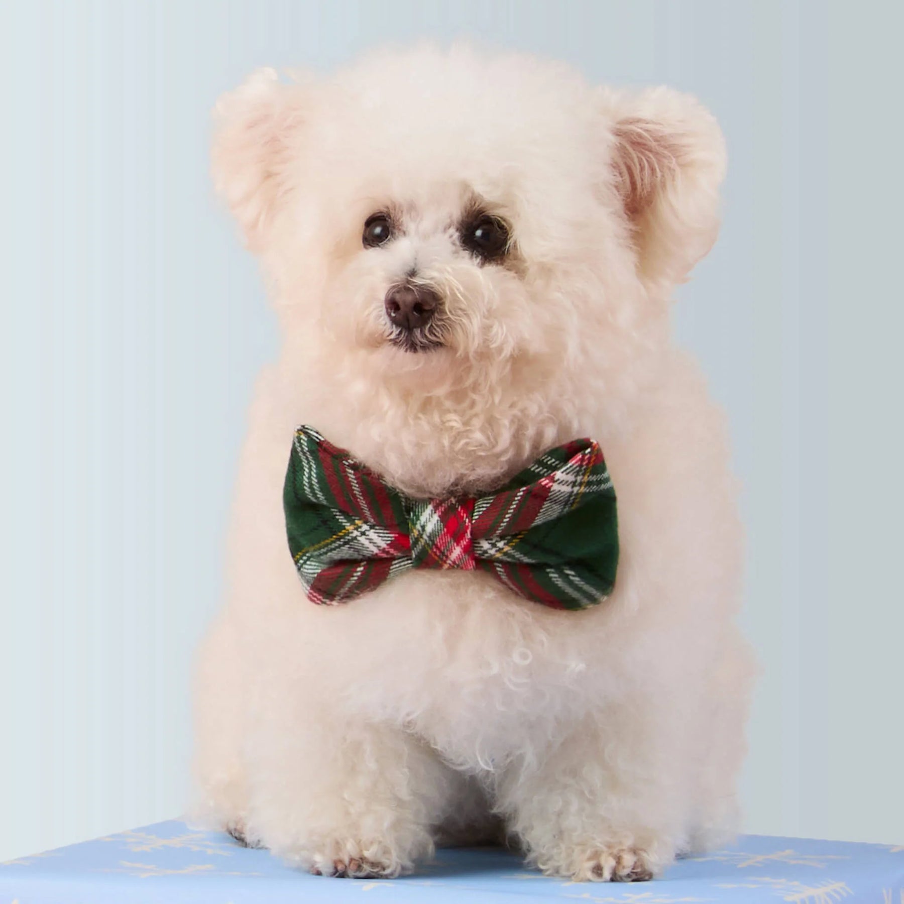 The Foggy Dog - Dog Bow Tie Holly Jolly