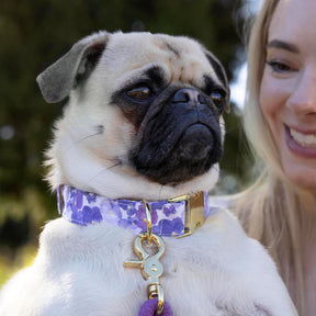 Dog Collar Pressed Pansies