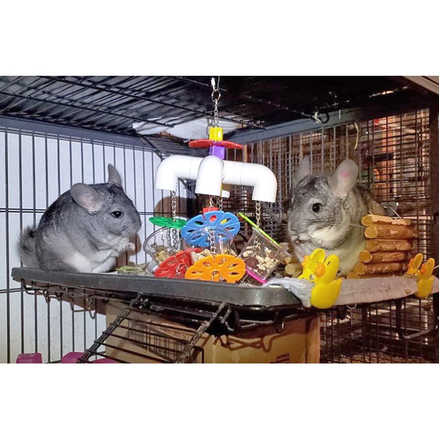 Exotic Nutrition - Jungle Forager