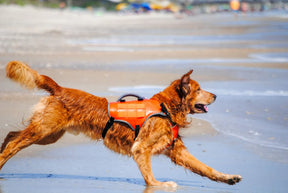 Bark Brite - Backpack Life Jacket