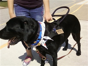 DT Guide Light - Mobility & Guide Dog Harness