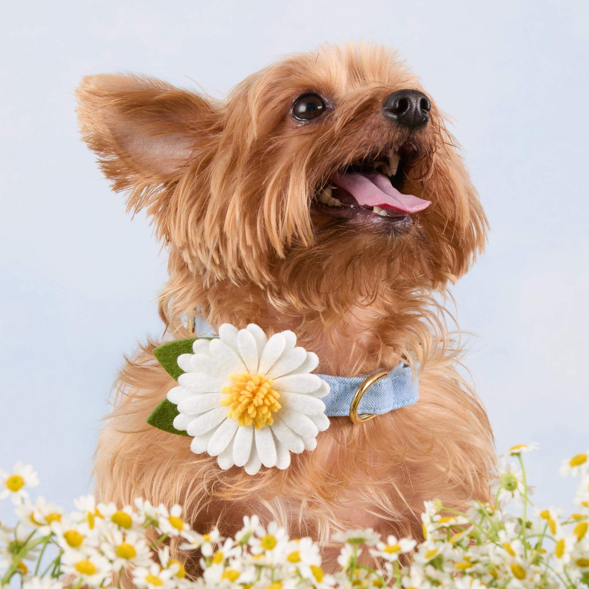 Foggy Dog - Dog Collar Flower Daisy