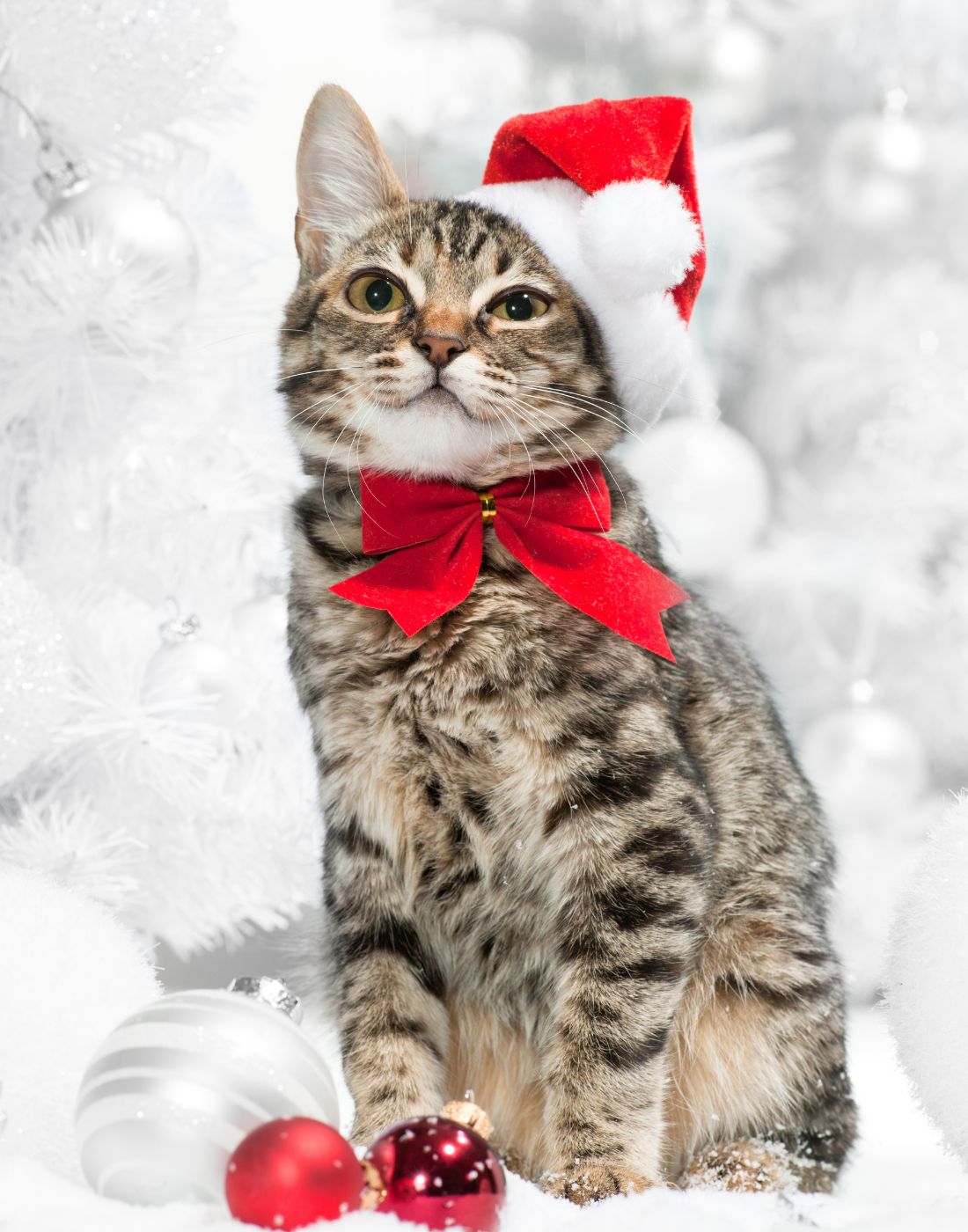 Discounted cat food during Black Friday sale