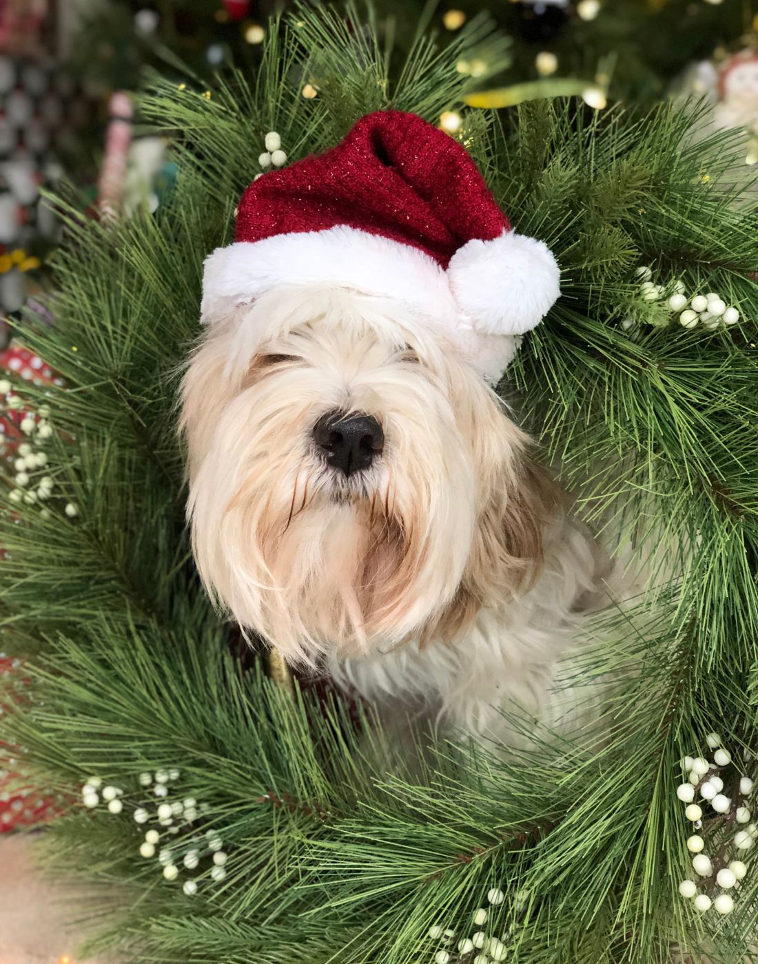 Discounted dog food during Black Friday sale