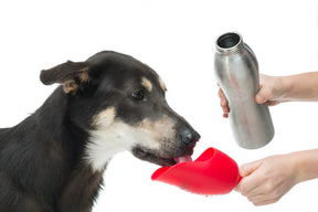 KONG - H2O Bottle and Water Bowl for Dogs