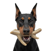 SodaPup - Ever Antler Chew Bone