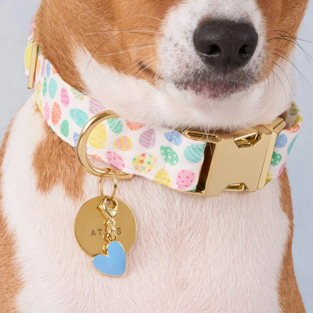 Foggy Dog - Dog Collar Easter Egg