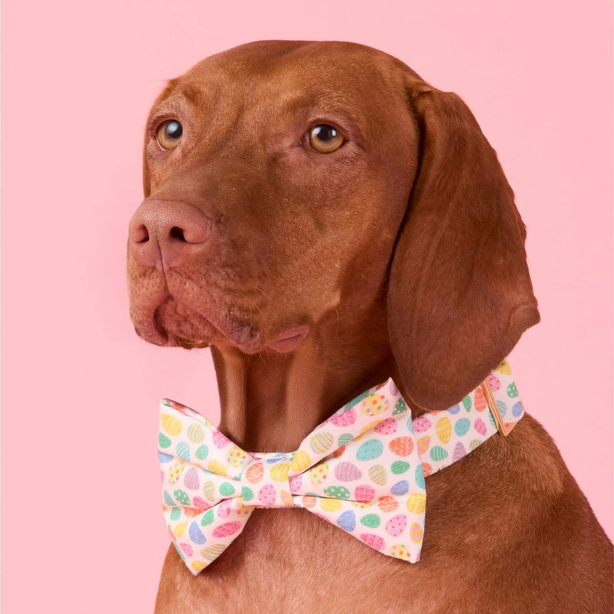 Foggy Dog - Dog Bow Tie Easter Eggs