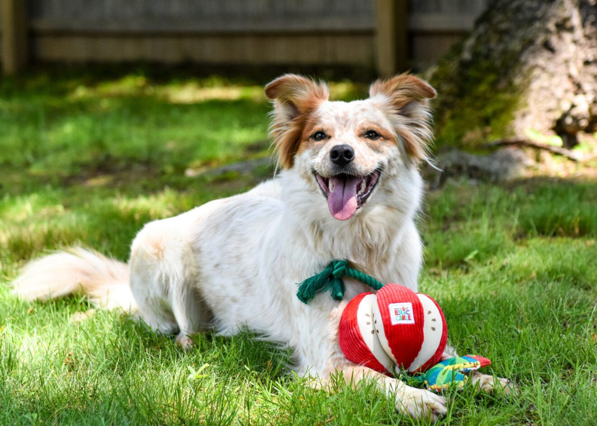 Multipet International - Eric Carle Very Hungry Caterpillar Fruit Rope Dog Toy
