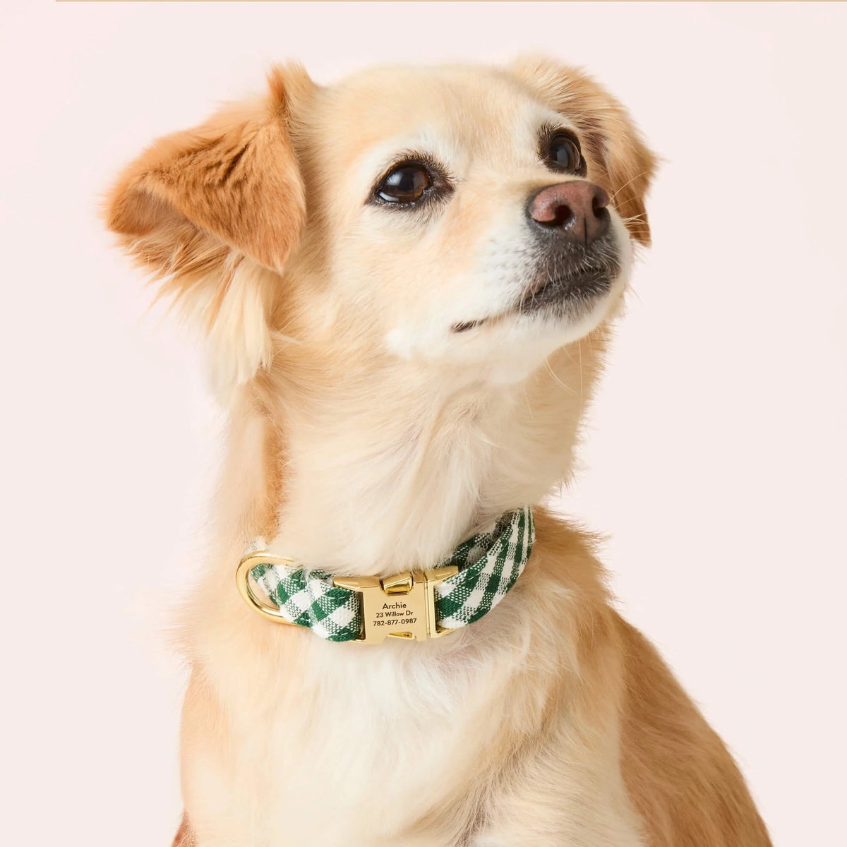 Dog Collar Evergreen Gingham