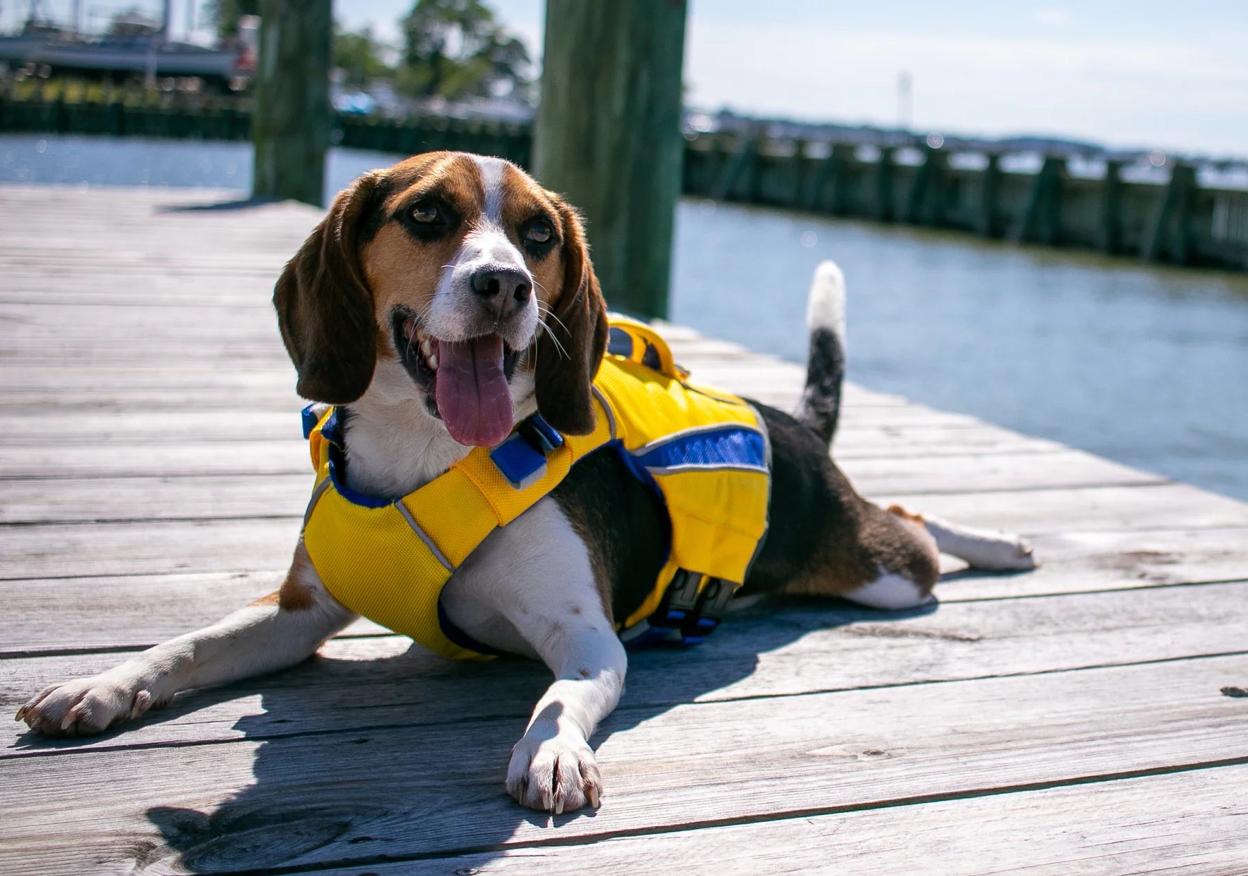 Baydog - Monterey Bay Canine LifeJacket