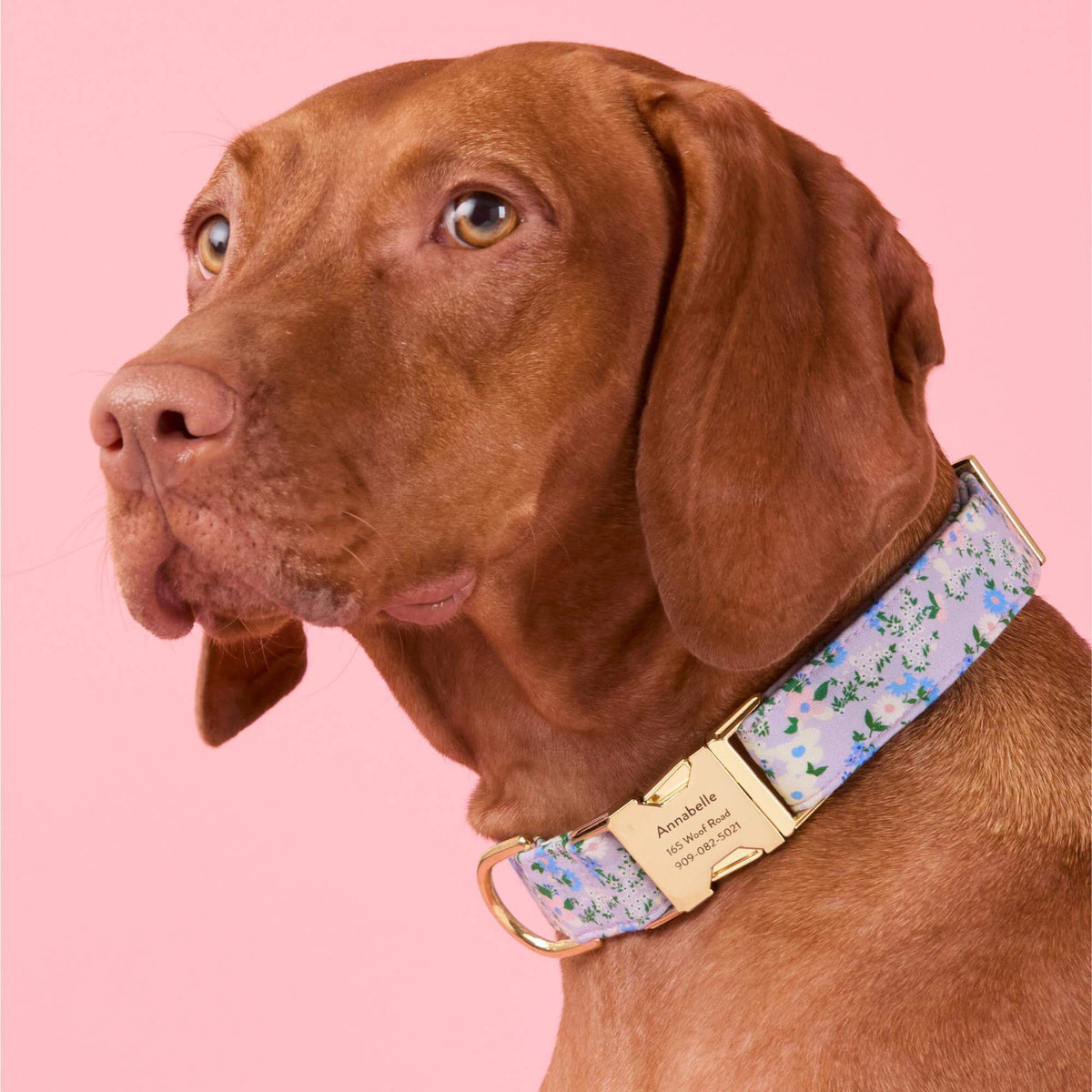 The Foggy Dog - Dog Collar Flora