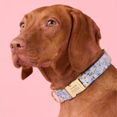 The Foggy Dog - Dog Collar Flora