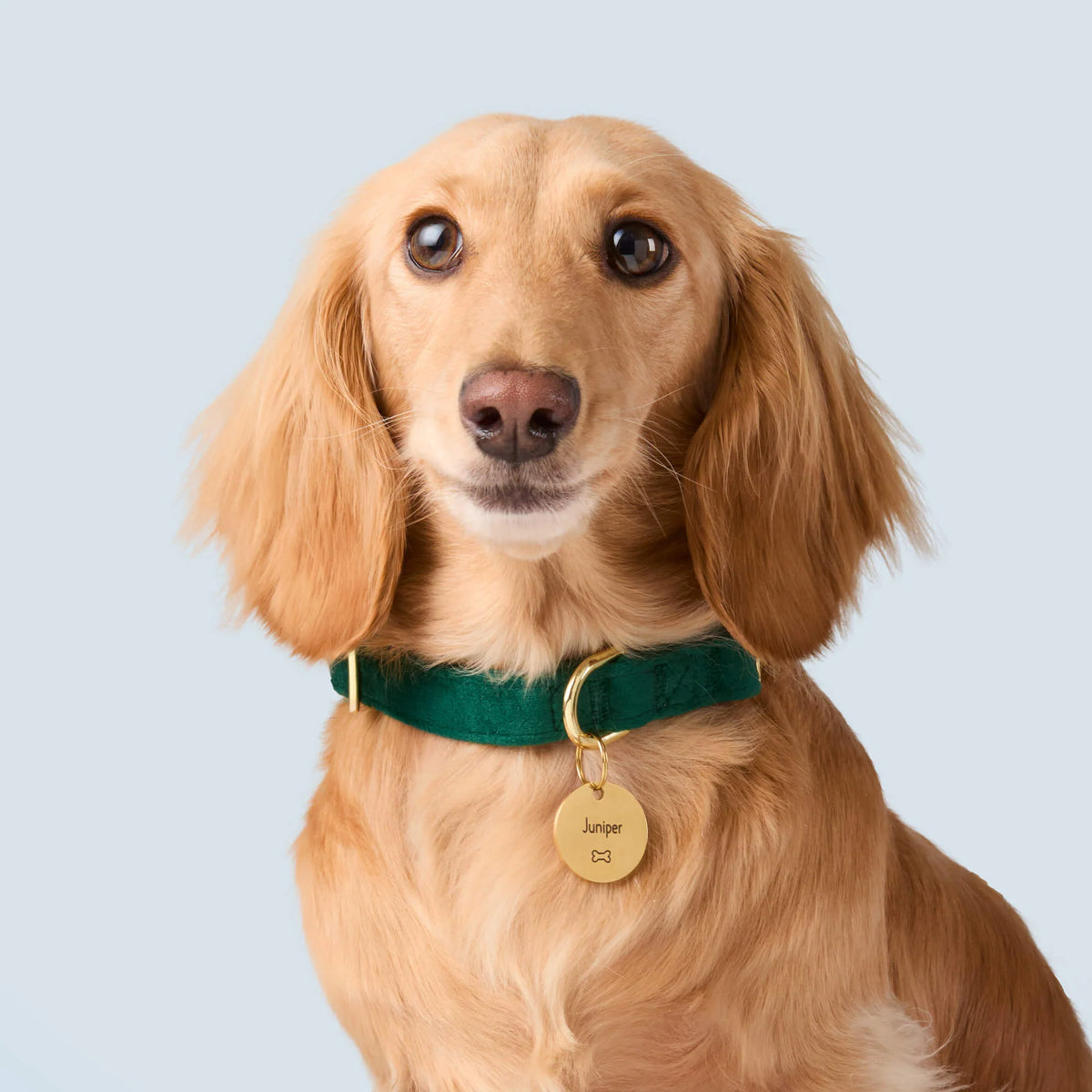 The Foggy Dog - Dog Collar Forest Green Velvet