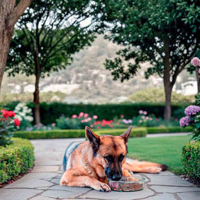 Couronne Co - Bowl Toby Recycled Glass "I Love Paws"