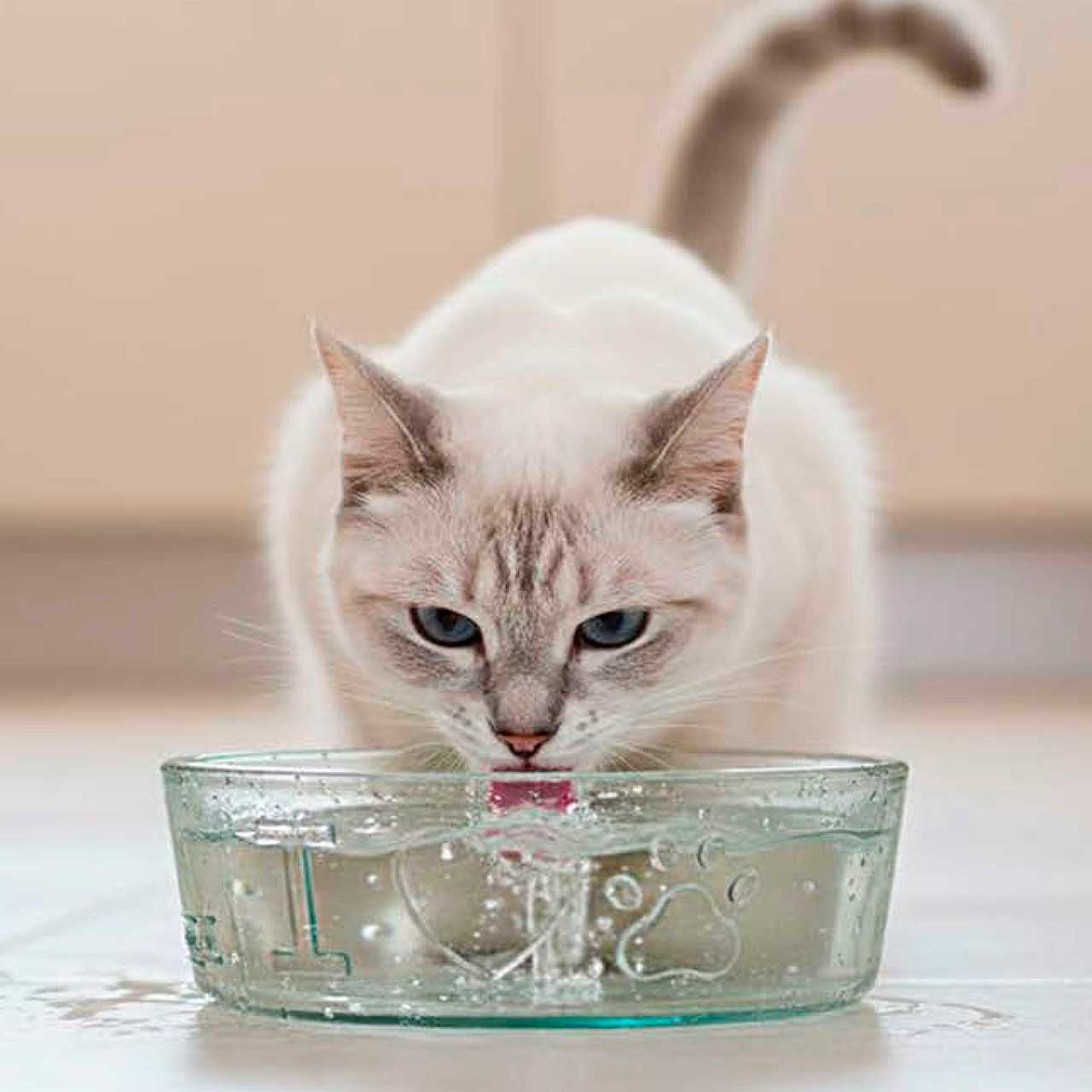 Couronne Co - Bowl Toby Recycled Glass "I Love Paws"