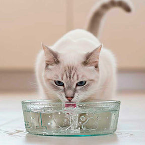 Couronne Co - Bowl Toby Recycled Glass "I Love Paws"