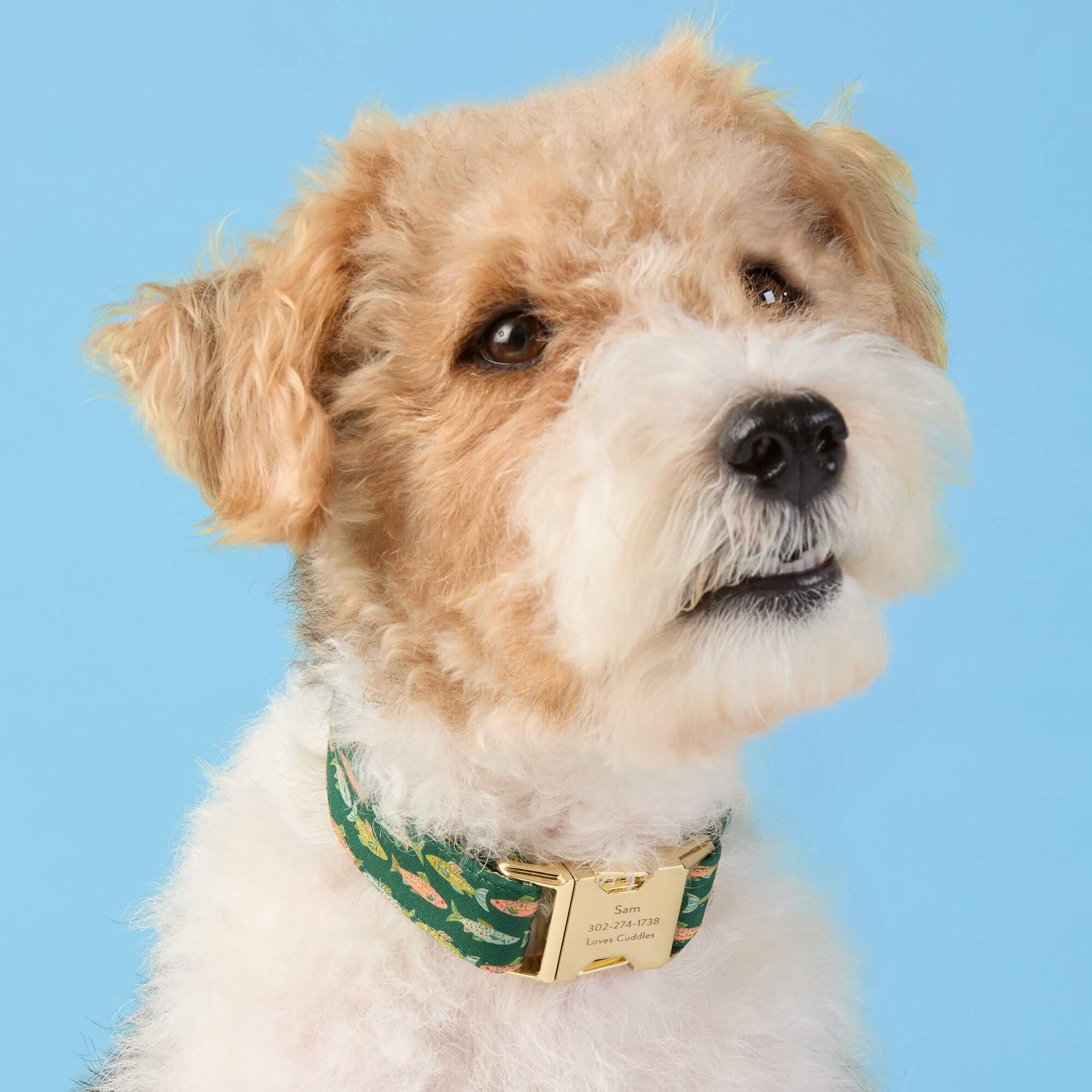 The Foggy Dog - Dog Collar Gone Fishing
