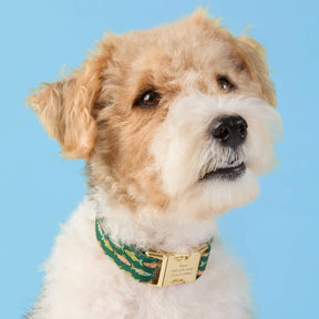 The Foggy Dog - Dog Collar Gone Fishing