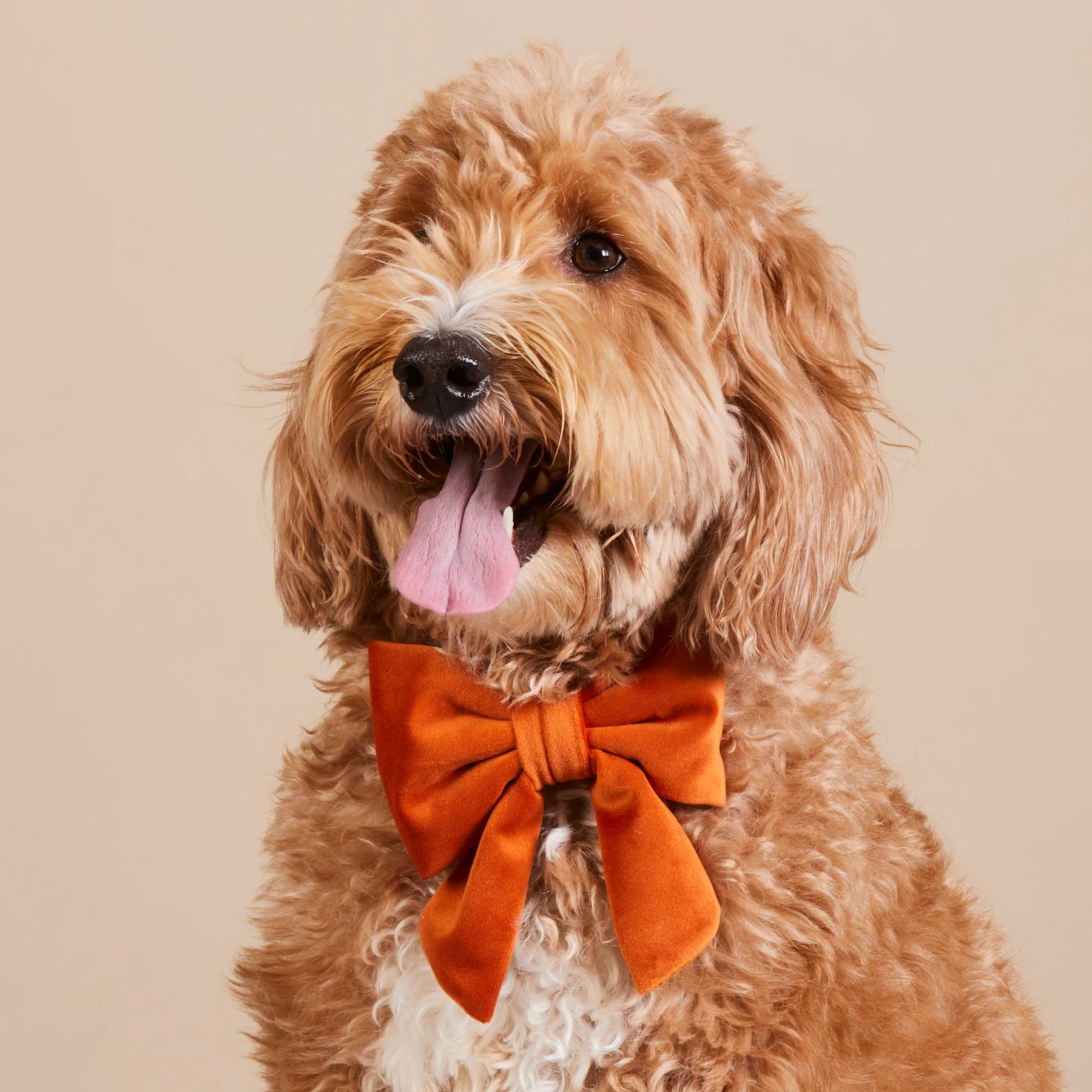 The Foggy Dog - Lady Bow Pumpkin Velvet
